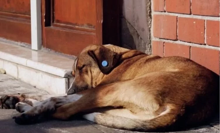 «Чипированных на бюджетные средства животных убивают в Семее» — волонтеры - изображение 1