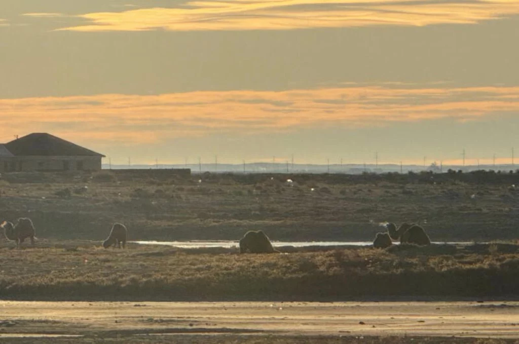 Изображение 2 для &laquo;Мы сами не застали море. Мечтаем, чтобы оно вновь приблизилось к городу Арал&raquo;