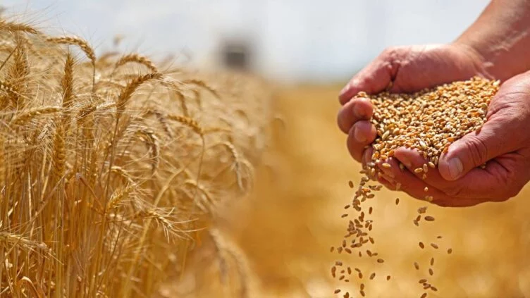 Цена пшеницы четвёртого класса выросла - изображение 1