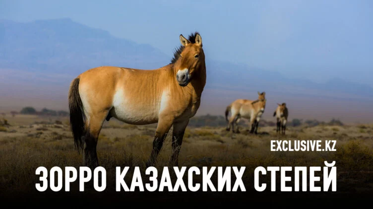 Как Европа помогает Казахстану возродить популяцию лошадей Пржевальского - изображение 1