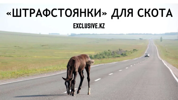 Бродячий скот провоцирует ДТП. Что с этим делать? - изображение 1