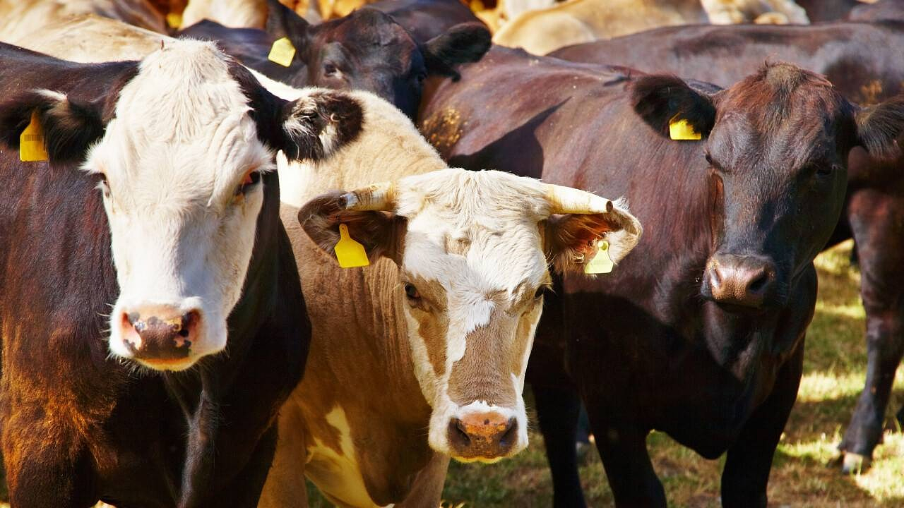 Опасную инфекцию обнаружили у скота в Актюбинской области - изображение 1