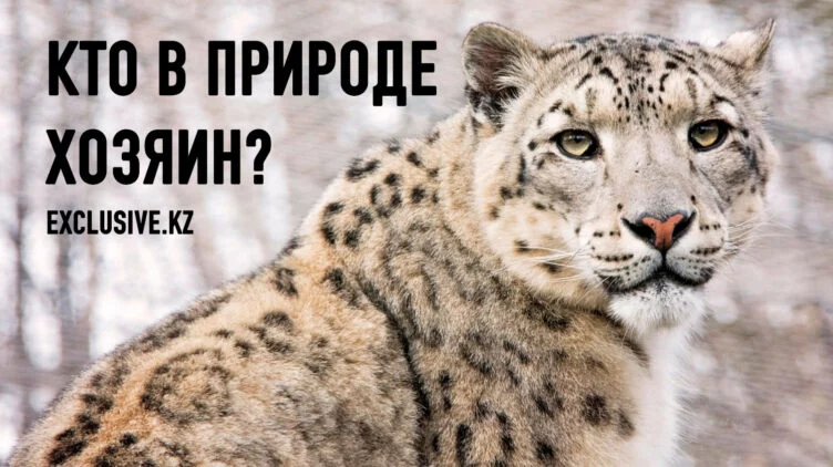 Когда человек мстит диким животным, они вымирают - изображение 1