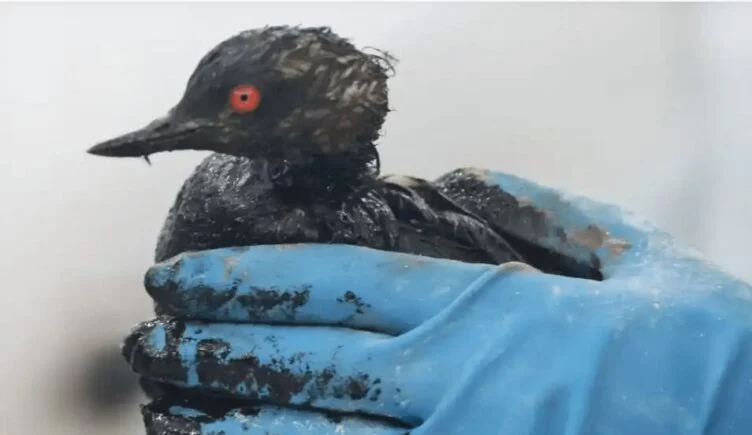 Мазут на пляжах Черного моря: в Керчи ввели режим чрезвычайной ситуации - изображение 1