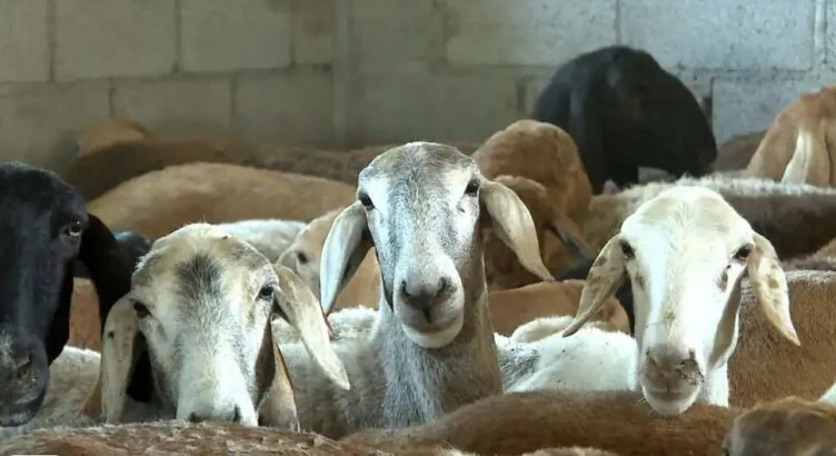 Кыргызстан временно прекратил экспорт крупного и мелкого рогатого скота - изображение 1