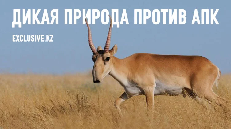 Как сайгаки уничтожают урожай 2025 года - изображение 1