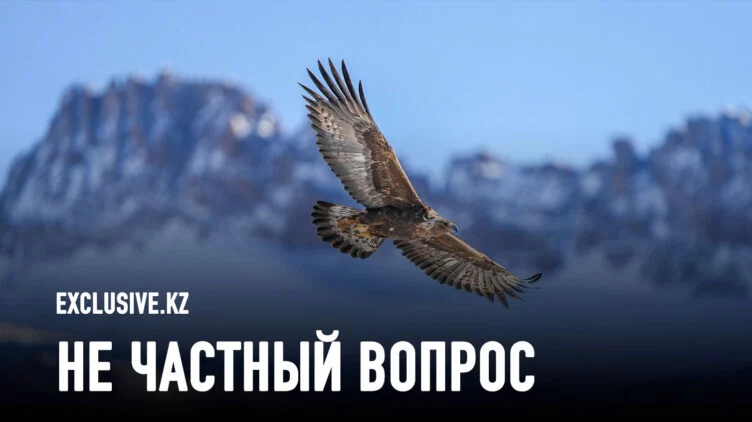 Популяция беркутов под угрозой. Кто спасает национальный символ? - изображение 1