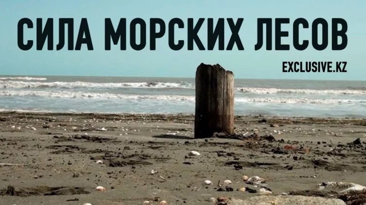 Найден способ спасти Каспий и другие моря - изображение 1