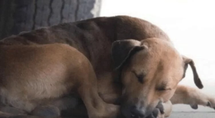 Хладнокровно задавивший собаку районный депутат от партии Amanat отделался штрафом - изображение 1