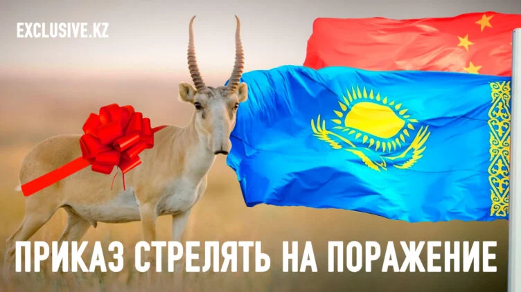 Почему Токаев решил подарить сайгаков китайцам? - изображение 1