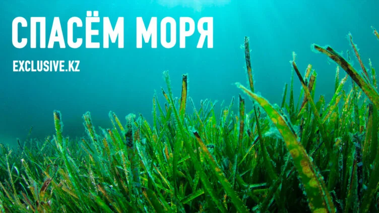 Водоросли спасут моря - изображение 1
