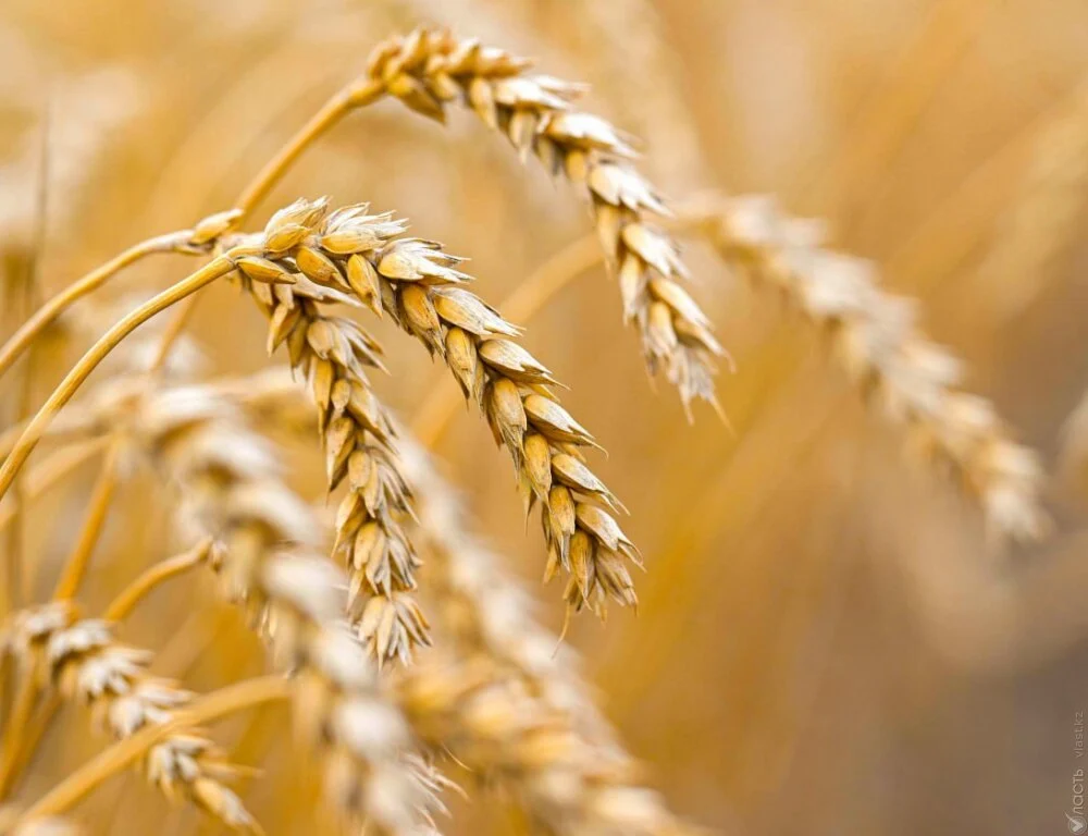 Изображение 1 для В Казахстане завершилась уборка урожая