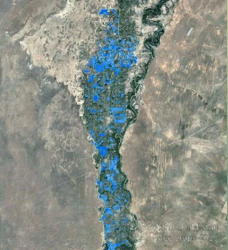 Запланированное сокращение рисовых площадей в Казахстане вызывает вопросы - изображение 1