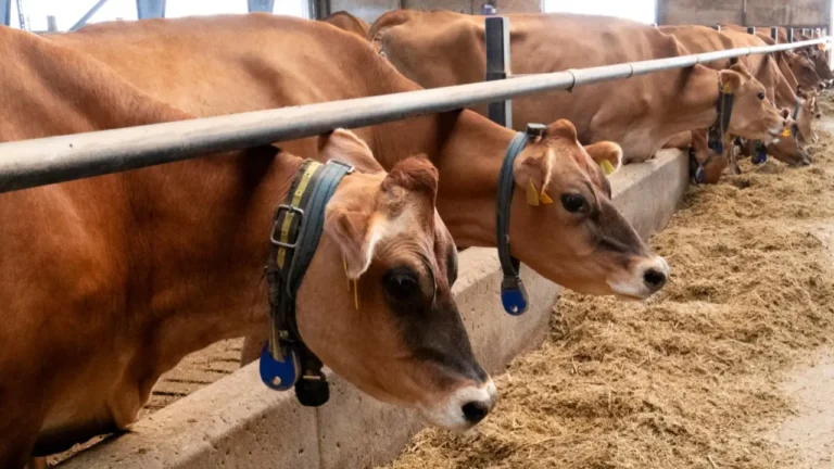 Ограничения на вывоз говядины из Казахстана продлили на полгода - изображение 1