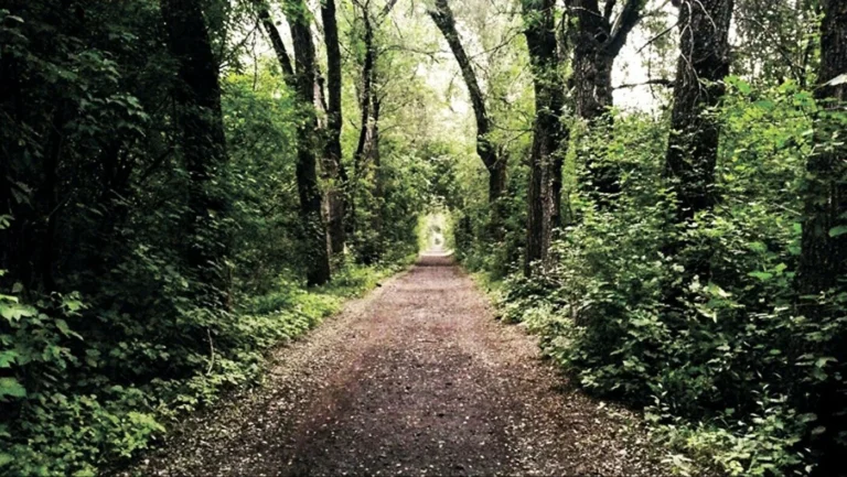 Судебный спор вокруг рощи Баума: Ташимова подала встречный иск к депутату - изображение 1