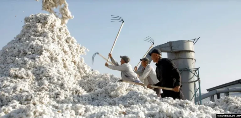 HRW: Узбекистан продолжает эксплуатировать фермеров - изображение 1