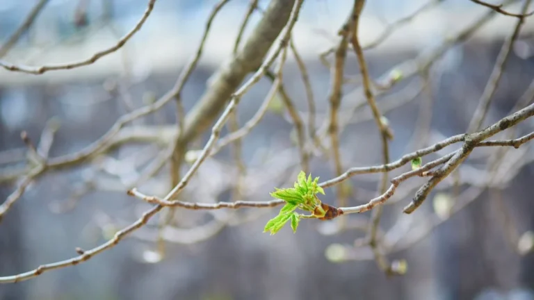 Потепление до +20 градусов прогнозируют в Казахстане - изображение 1