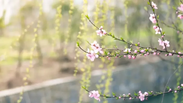 До +32 градусов: март продолжает радовать казахстанцев - изображение 1