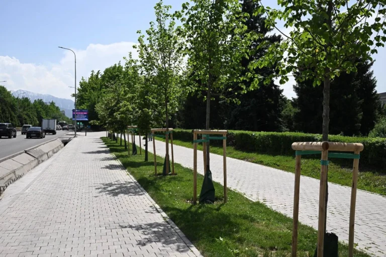 В Алматы в 2026 году планируют высадить более 47 тысяч деревьев - изображение 1