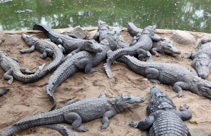 Змей и крокодилов для охраны границ хотят использовать в Индии - изображение 1