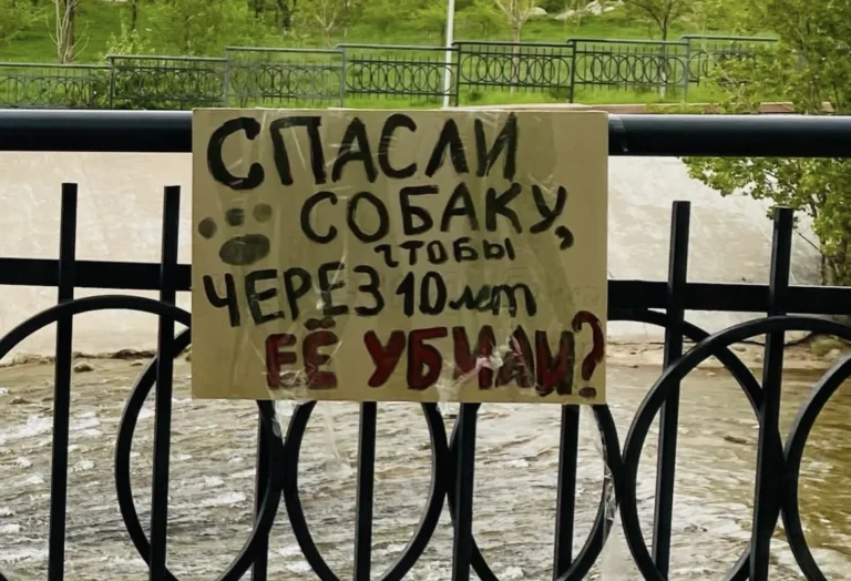 Зоозащитники в Алматы выступили против эвтаназии бездомных животных - изображение 1