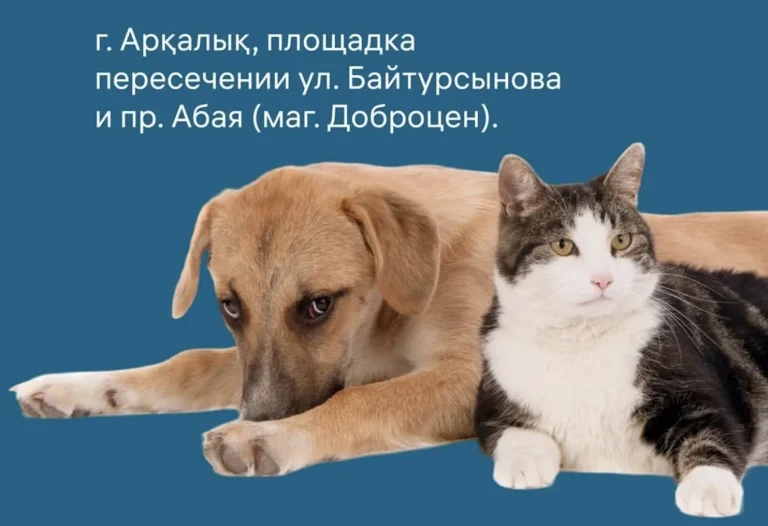 Митинг против эвтаназии животных согласовали в Аркалыке - изображение 1