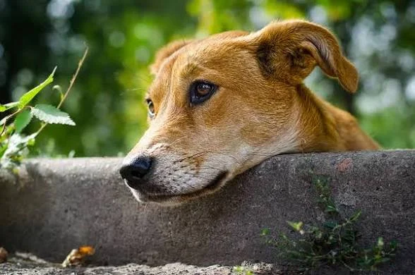 Зоозащитники обратились к президенту из-за резонансных поправок - изображение 1