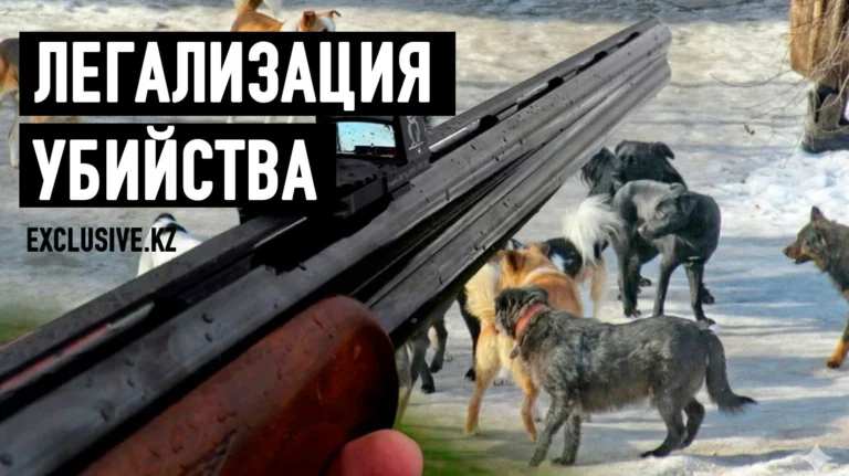 Главная собачья проблема – человек - изображение 1