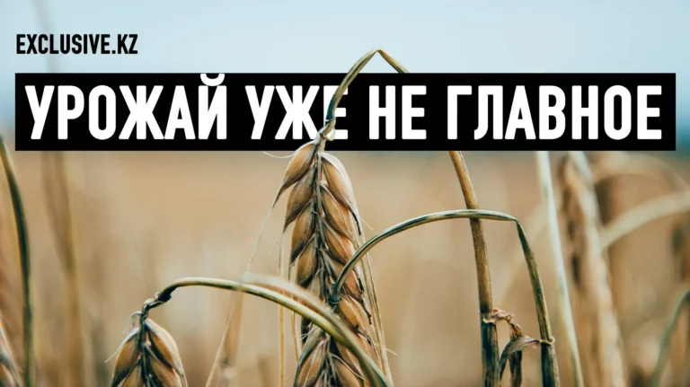 Ждёт ли Казахстан осенью дефицит зерна? - изображение 1