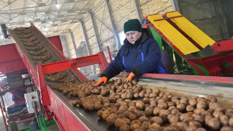 Опубликован прогноз балансов картофеля и репчатого лука в Казахстане - изображение 1