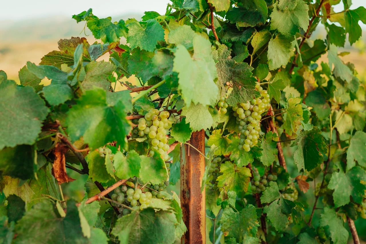 Изображение 4 для Arba Wine становится национальным брендом, меняя взгляд на Казахстан