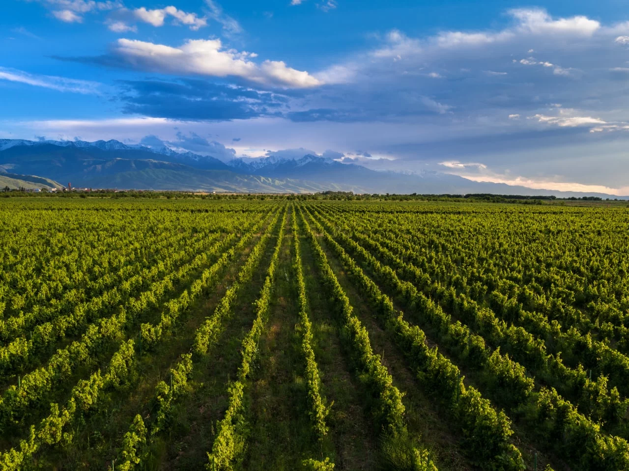 Изображение 3 для Arba Wine становится национальным брендом, меняя взгляд на Казахстан
