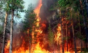 Изображение 1 для Лесной пожар в Акмолинской области